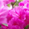 水にぬれる花