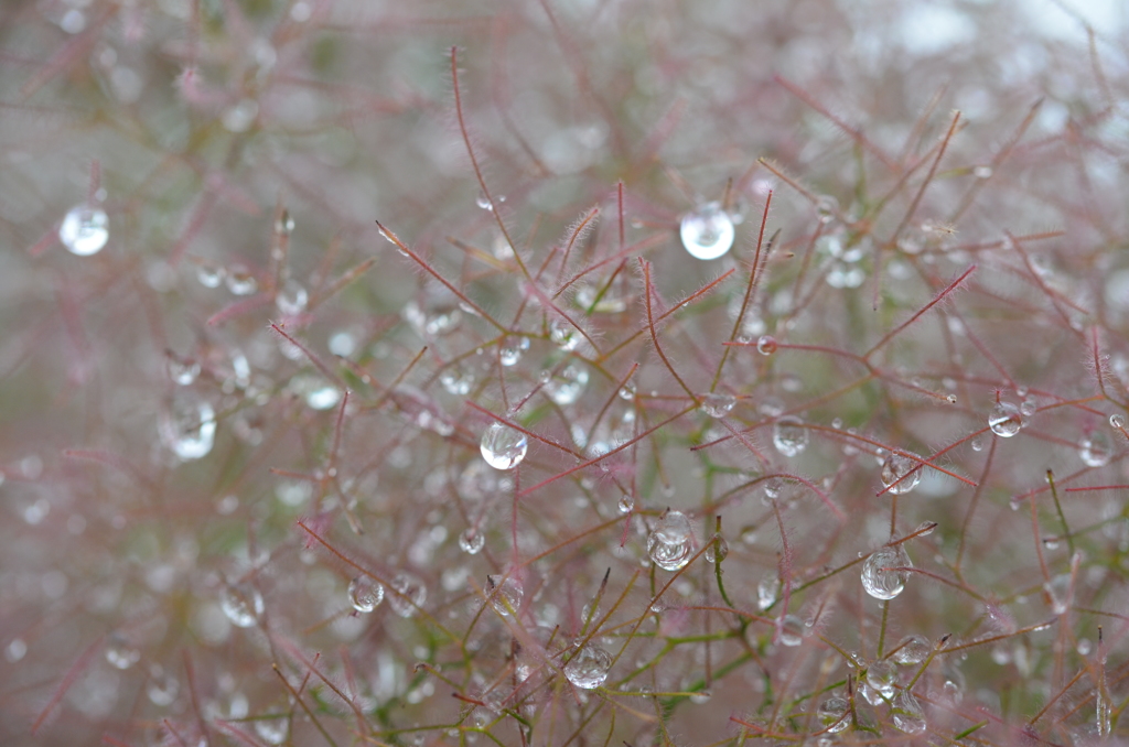 雨上がり