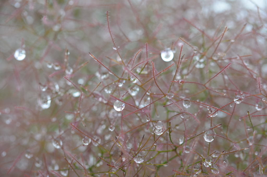 雨上がり