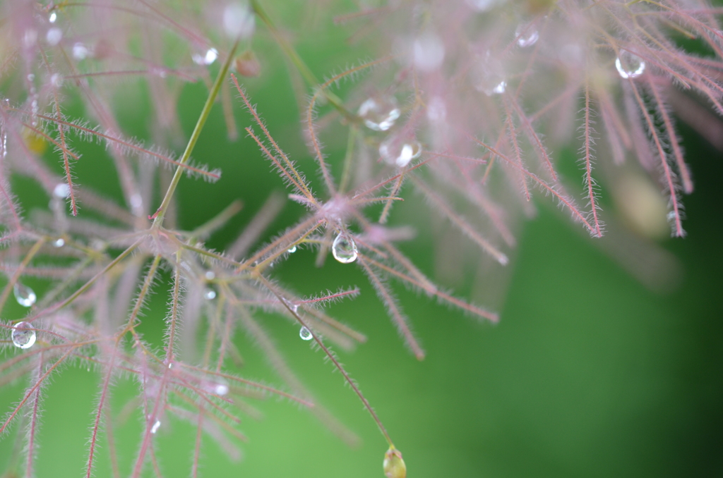 雨上がり