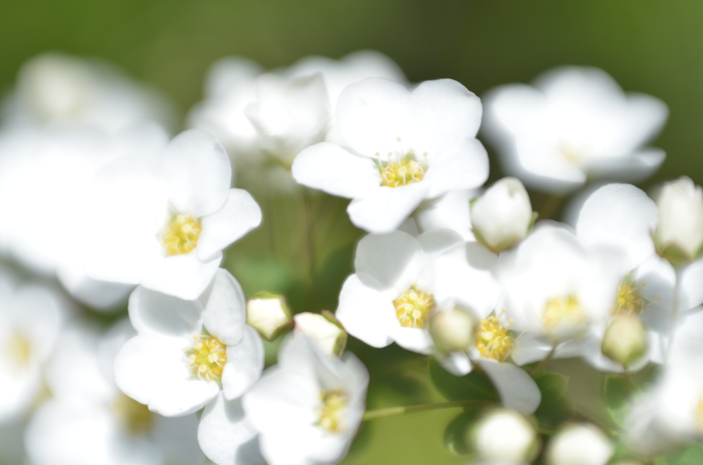 お花様