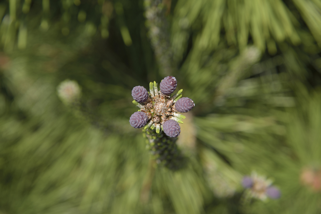 松の花？