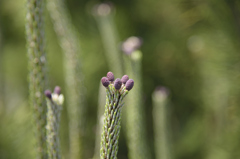 松の花？2