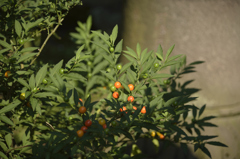 ほおずきでしょうか？