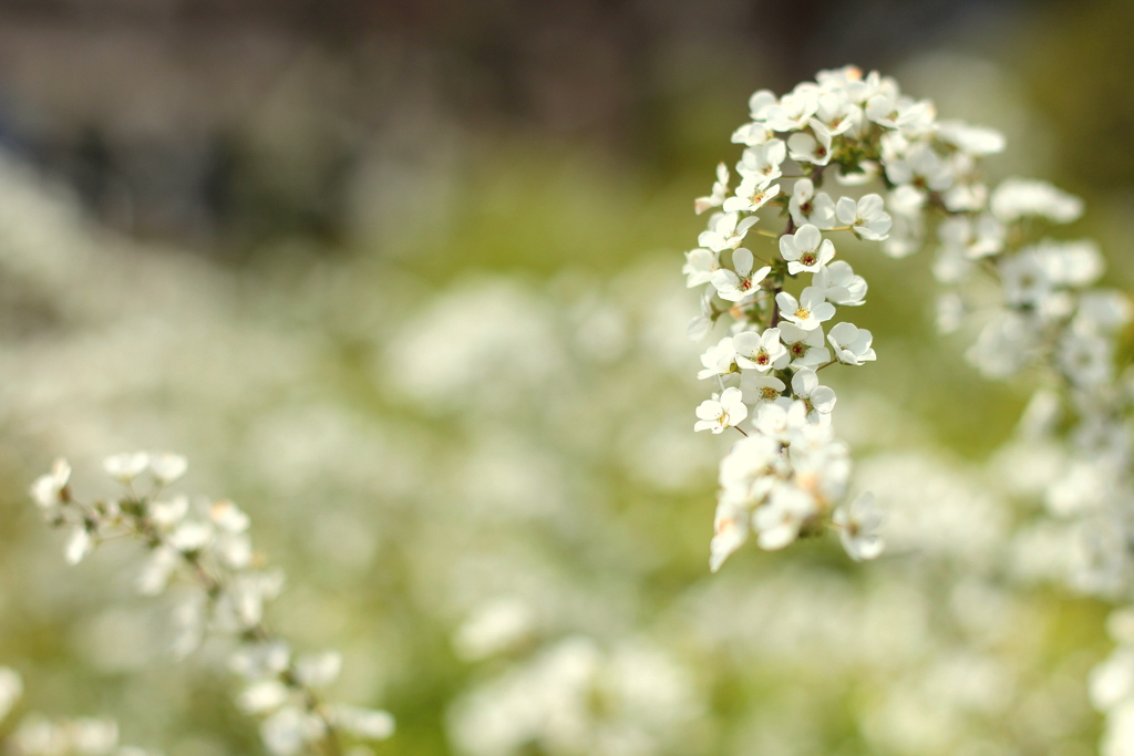 White and Green