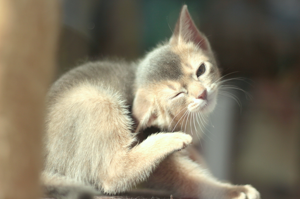 A kitten