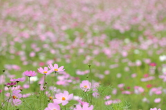 cosmos field