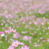 cosmos field