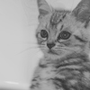 ”　Sketch style kitten　”