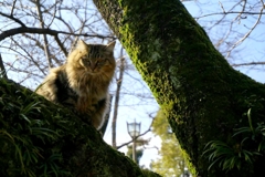 姫路城猫大放出7