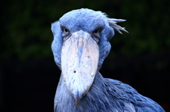 眼光