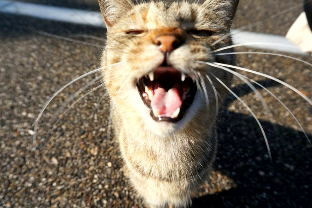 姫路城猫大放出2