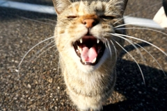 姫路城猫大放出2