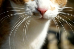 姫路城猫大放出3