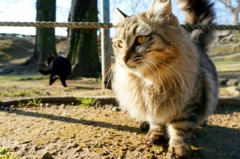 姫路城猫大放出