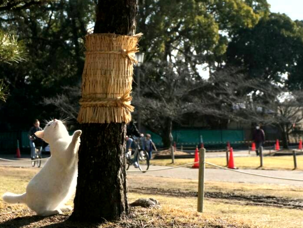 姫路城猫大放出4