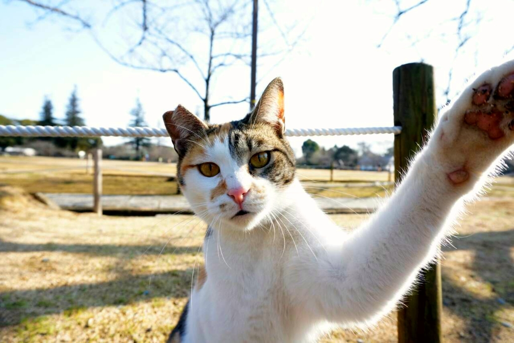 姫路城猫大放出5