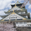 大阪城 桜