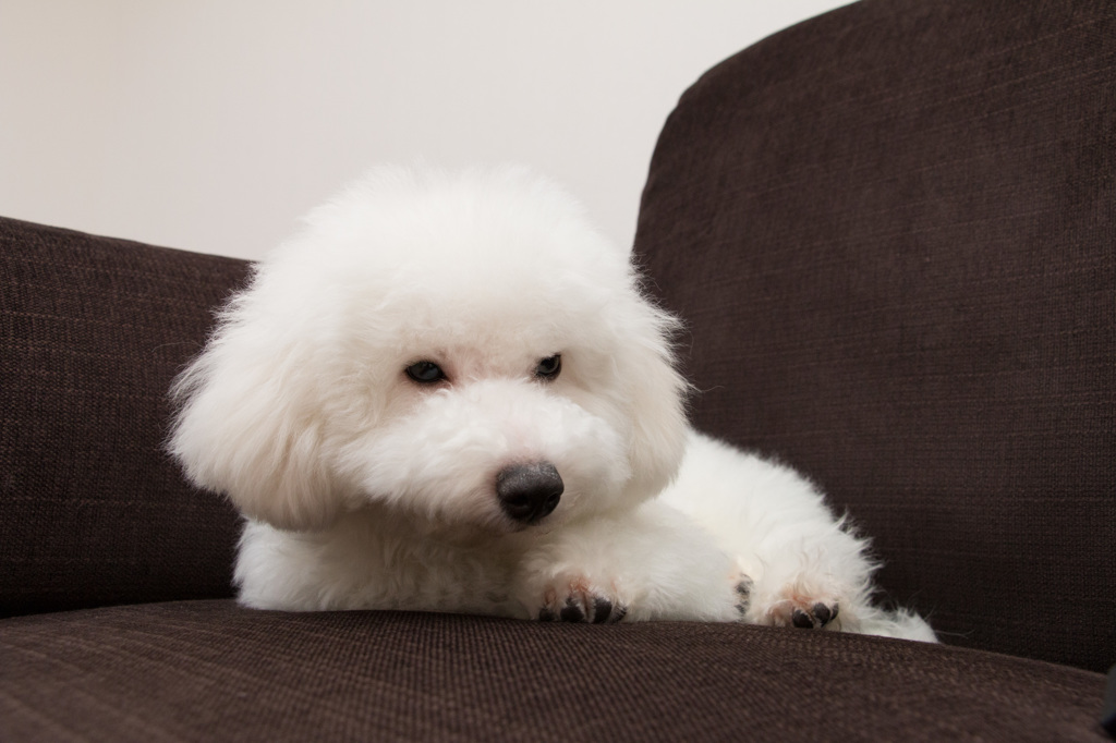 ビションフリーゼ