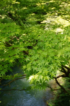 新緑溢れる山中温泉 1