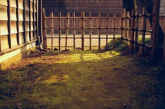 苔と光