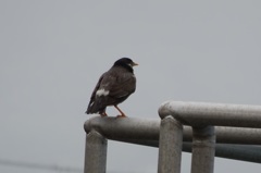どこへ飛ぼうか