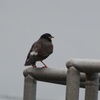 どこへ飛ぼうか