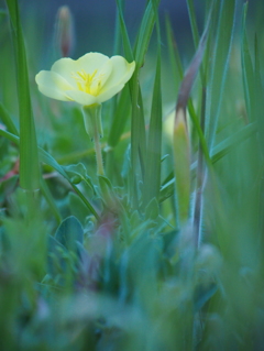 砂浜に咲く花