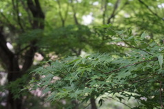 好きな色みどり