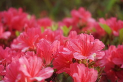 花の力