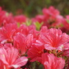 花の力