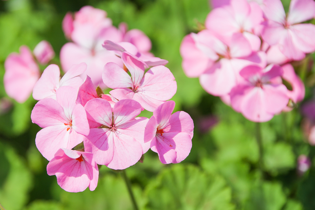 船橋港の辺りの花