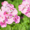 船橋港の辺りの花
