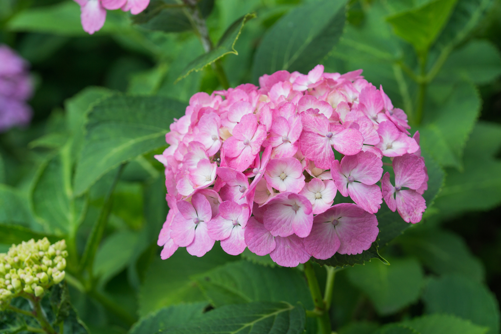 長谷寺の紫陽花