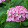 長谷寺の紫陽花