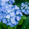 浜離宮の紫陽花