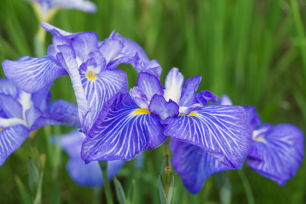 佐倉城址公園の菖蒲
