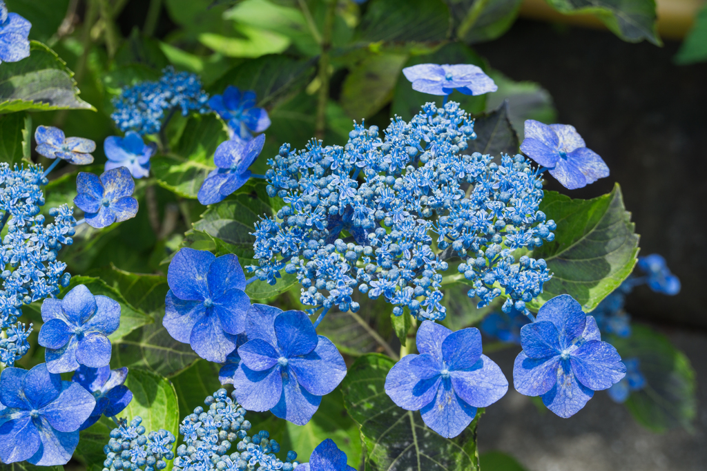 長谷寺の紫陽花