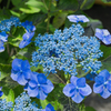 長谷寺の紫陽花