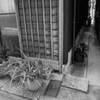 三浦市三崎