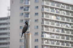 船橋港の辺りの鳥