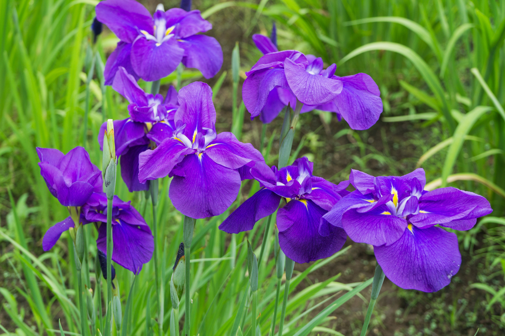 佐倉城址公園の菖蒲