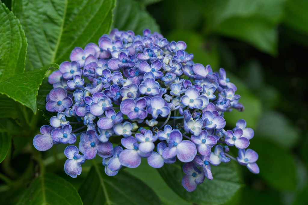 長谷寺の紫陽花