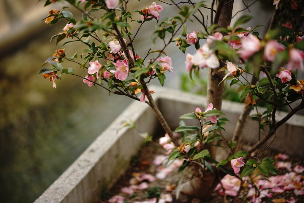 花も撮る