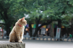 神社猫