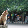 神社猫