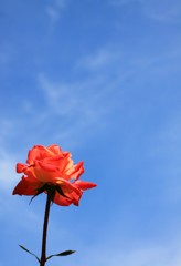 空とバラ
