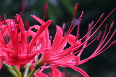 曼珠沙華