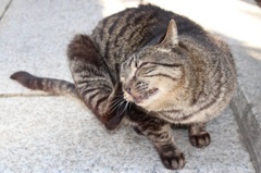 首が痒いにゃ