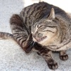首が痒いにゃ